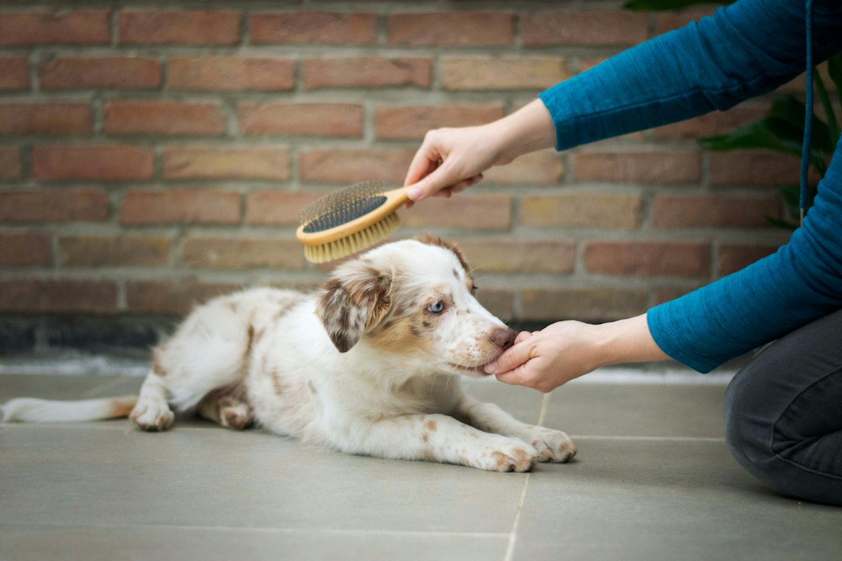 BSCLY: Pet care